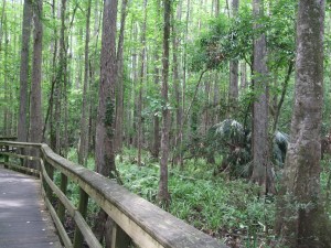 Cypress Swamp Trail