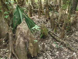 Cypress knees