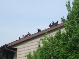 Vultures on the neighor's roof.