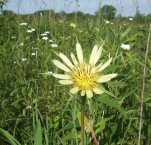 Goatsbeard