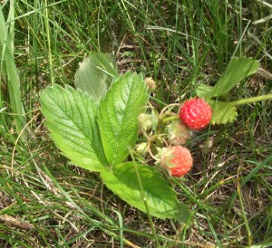 Wild Strawberries