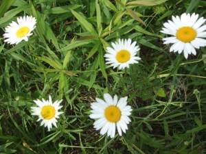 Oxeye Daisies