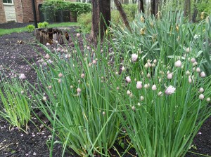 Chives